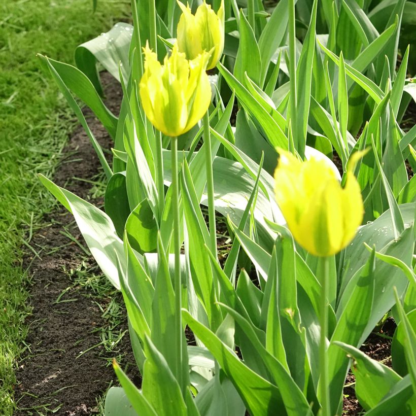 Tulipa viridiflora Green Mile (Plant habit)