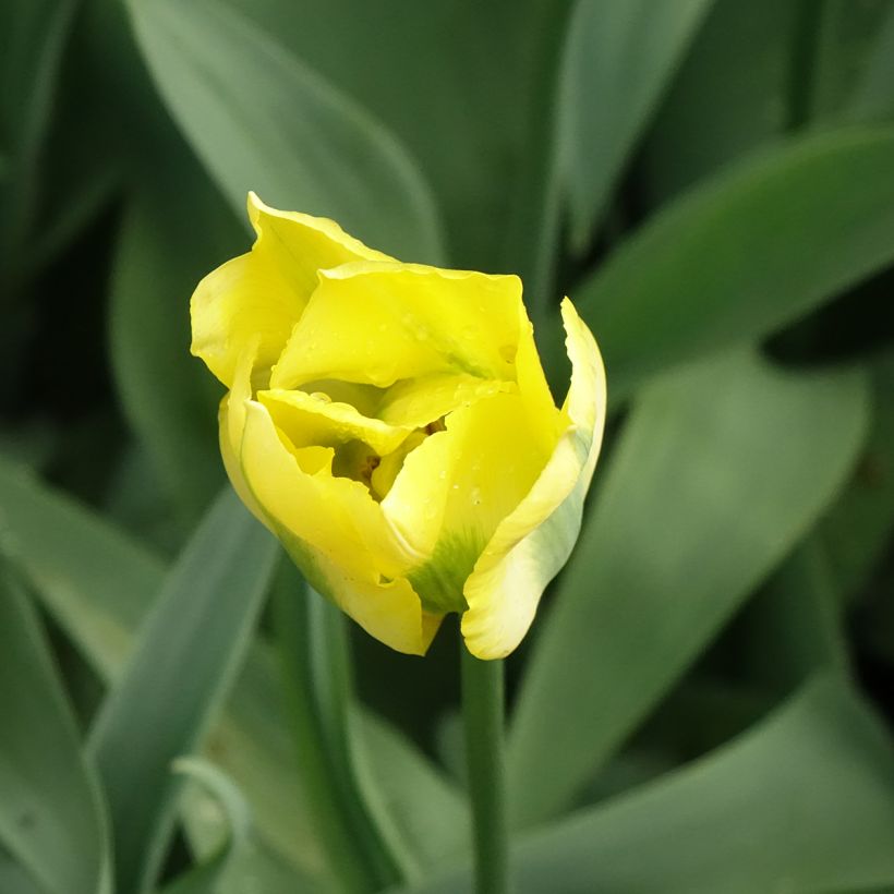 Tulipa viridiflora Yellow Spring Green (Flowering)