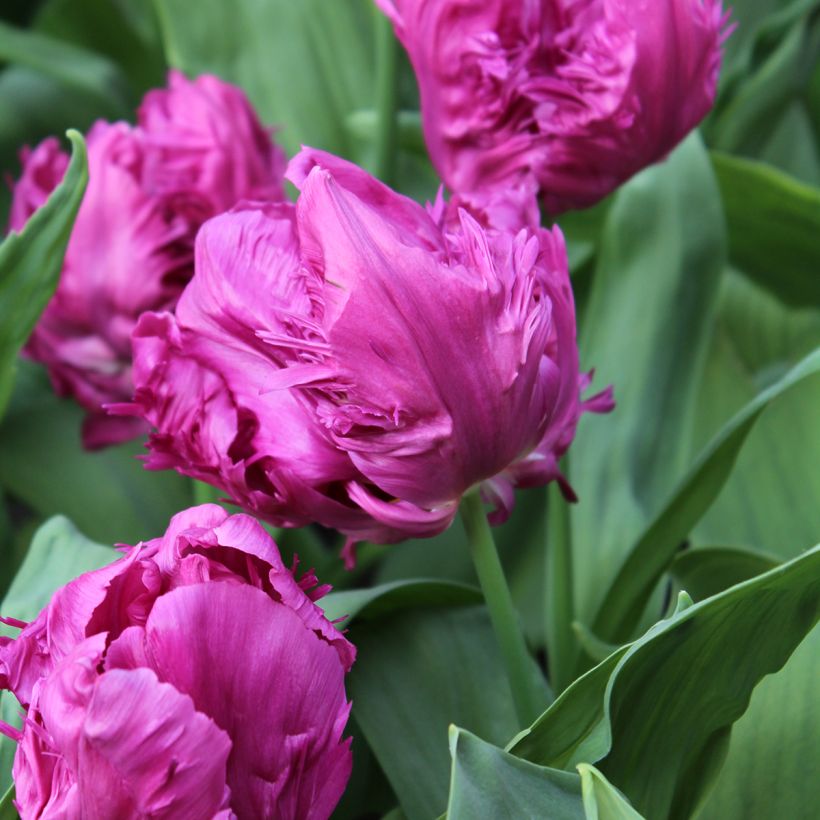 Tulipa Parrot Prince -  Parrot Tulip (Flowering)