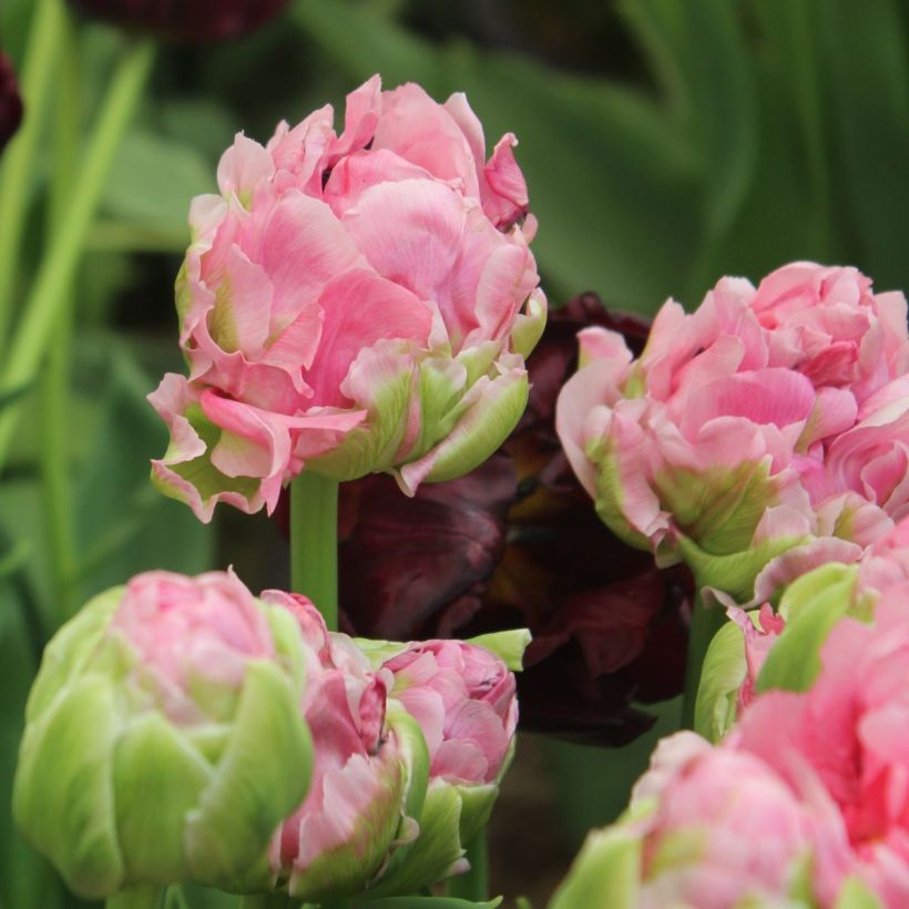 Tulipa Double Arosa - Late double tulip (Flowering)