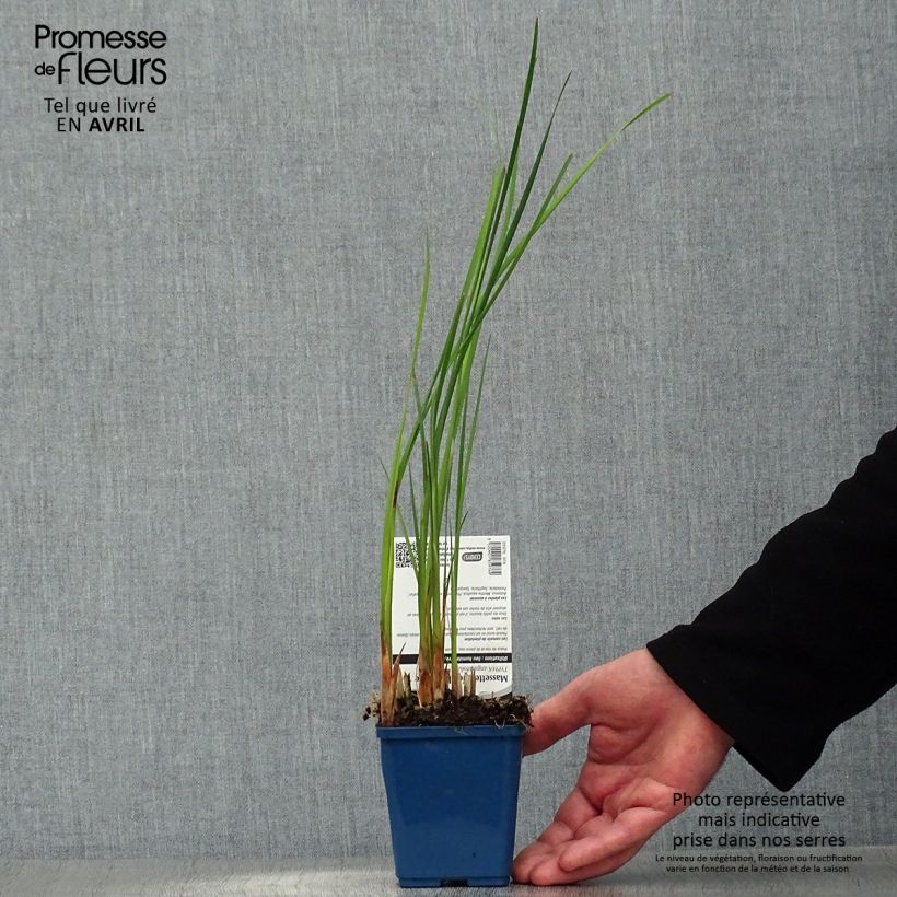 Typha angustifolia - Narrowleaf Cattail 8/9 cm pot sample as delivered in spring