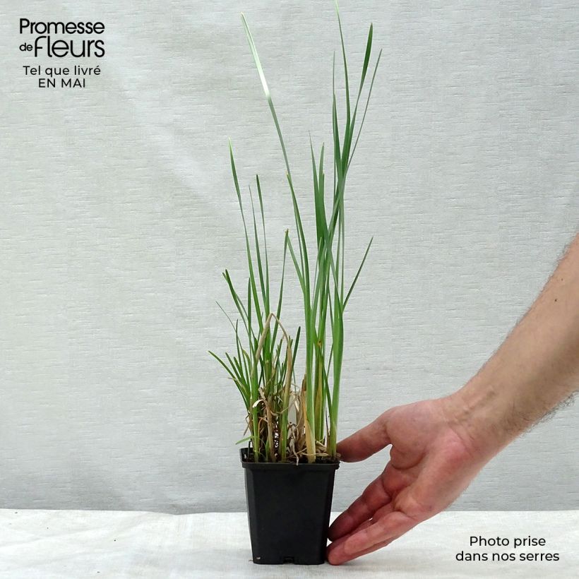 Typha latifolia - Cattail 8/9 cm pot sample as delivered in spring