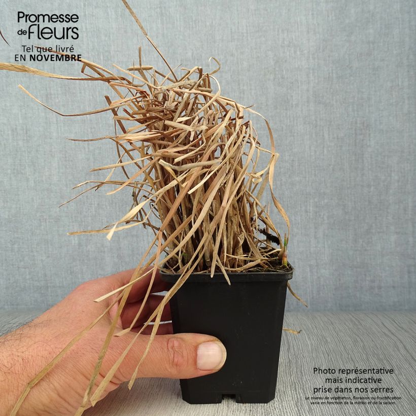 Typha latifolia - Cattail 8/9 cm pot sample as delivered in autumn