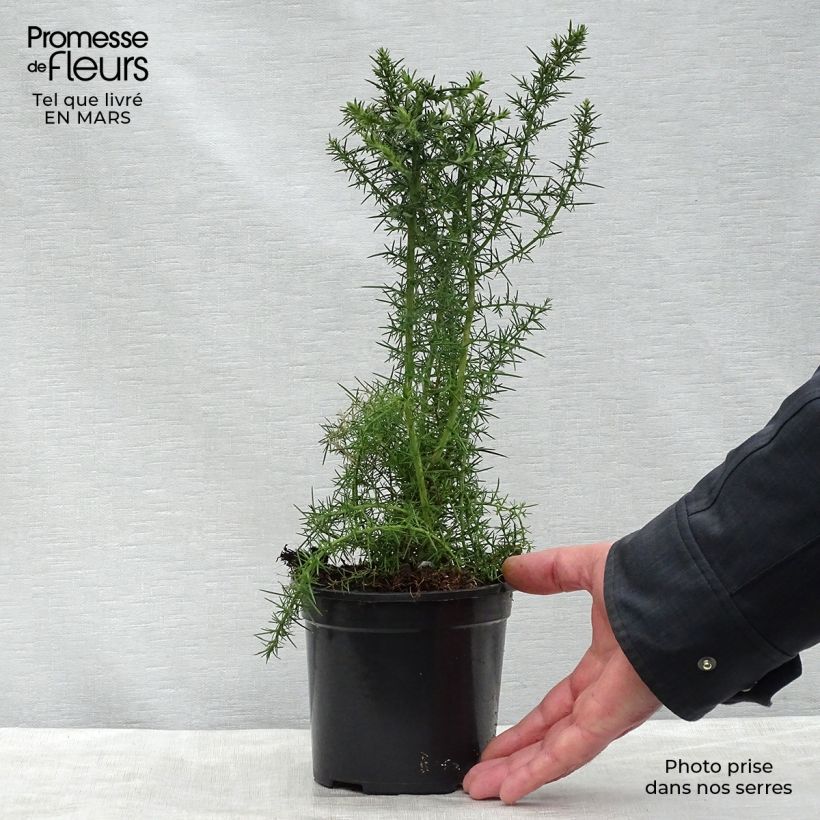 Ulex europaeus - Gorse 1L/1.5L pot sample as delivered in spring