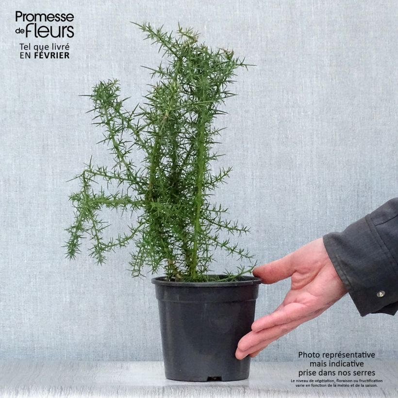 Ulex europaeus - Gorse 1L/1.5L pot sample as delivered in winter