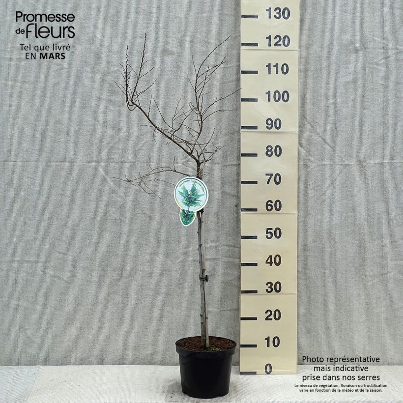 Example of Ulmus hollandica Jacqueline Hillier - Elm 4L/5L pot as you get in hiver