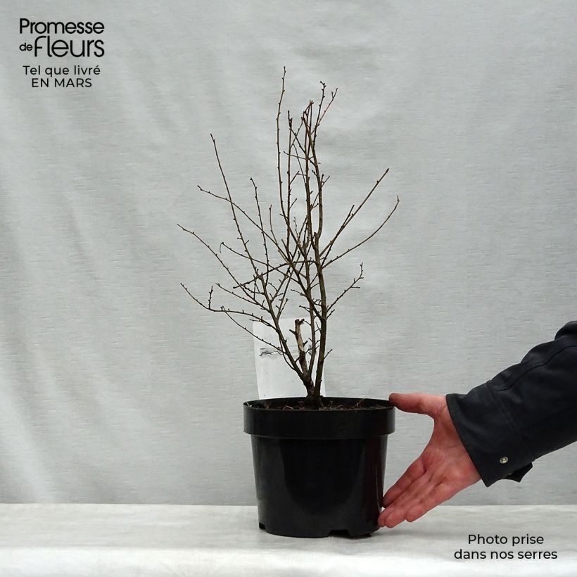 Ulmus x hollandica Wredei - Elm 3L/4L pot, Half standard sample as delivered in spring