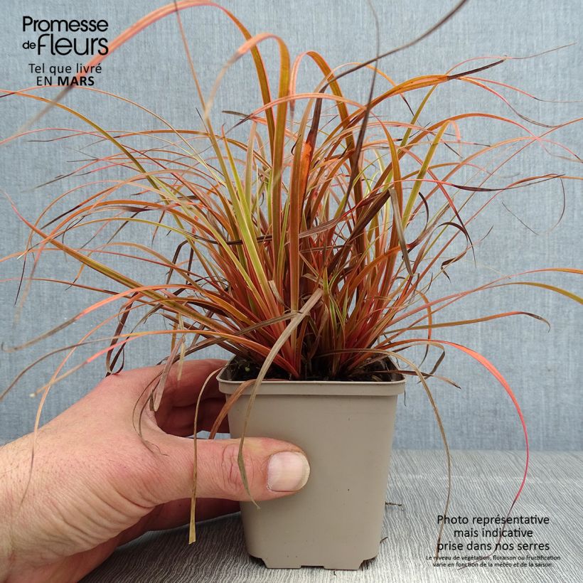 Uncinia rubra Everflame 8/9 cm pot sample as delivered in spring