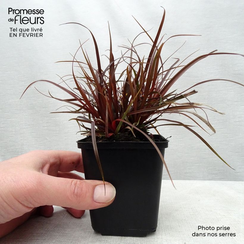 Uncinia rubra 8/9 cm pot sample as delivered in winter