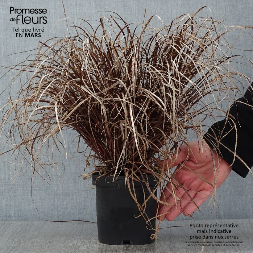 Uncinia rubra 2L/3L pot sample as delivered in winter