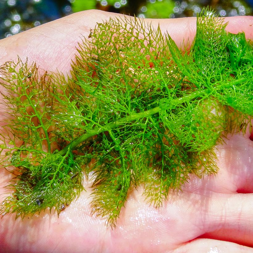 Utricularia vulgaris - Greater Bladderwort (Foliage)