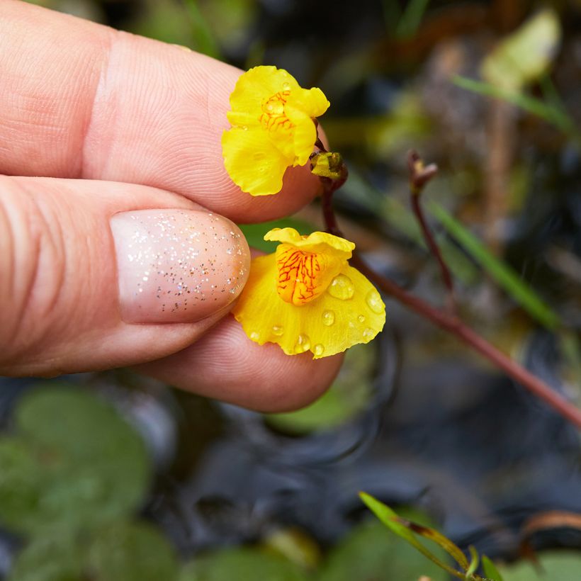 Utricularia vulgaris - Greater Bladderwort (Flowering)