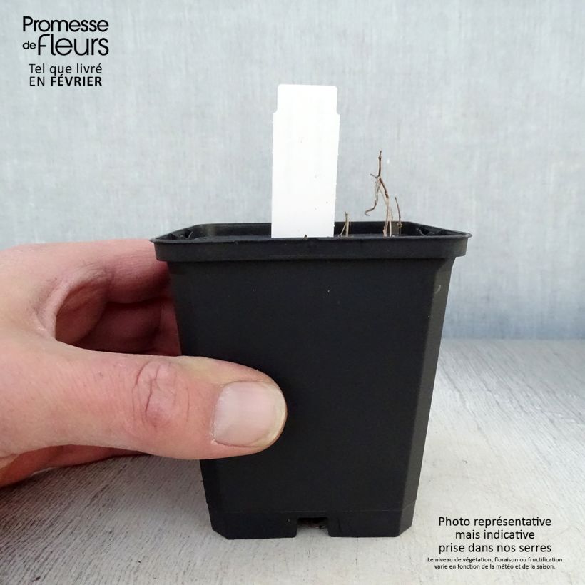 Uvularia grandiflora 8/9 cm pot sample as delivered in winter