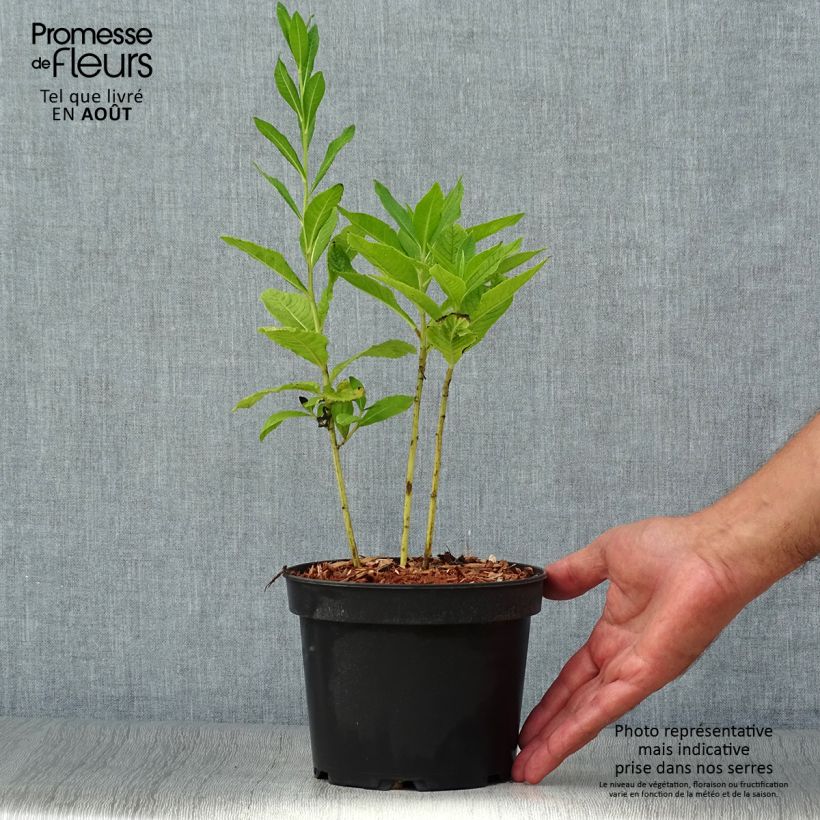 Vernonia noveboracensis White Lightning Pot de 2L/3L sample as delivered in summer