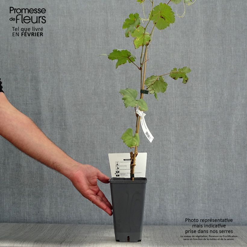 Vitis vinifera Chasselas Fontainebleau - Grape vine 2L/3L pot sample as delivered in autumn