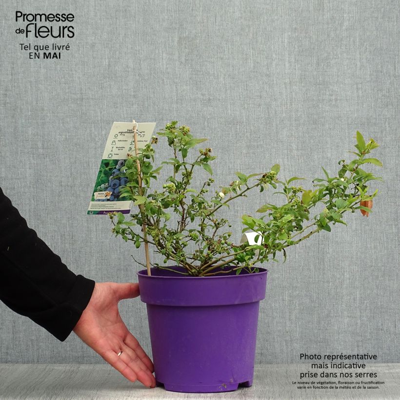 Vaccinium Tophat - Blueberry 4L/5L pot, Bush sample as delivered in spring