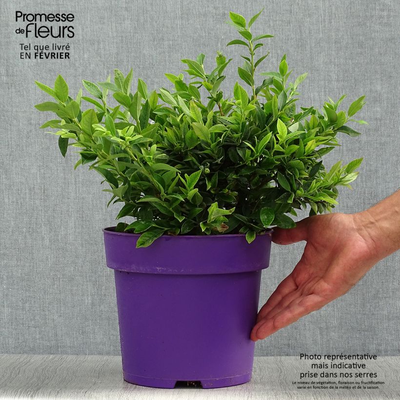 Vaccinium Tophat - Blueberry 4L/5L pot, Bush sample as delivered in autumn