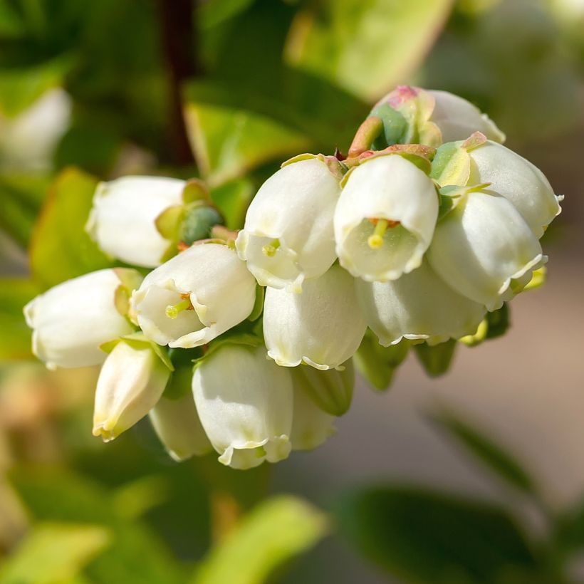 Vaccinium corymbosum Brigitta- American Blueberry (Flowering)