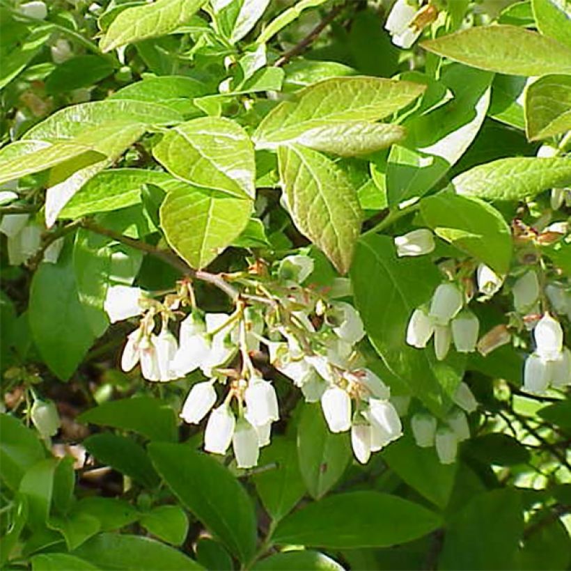 Vaccinium corymbosum Chandler- American Blueberry (Foliage)