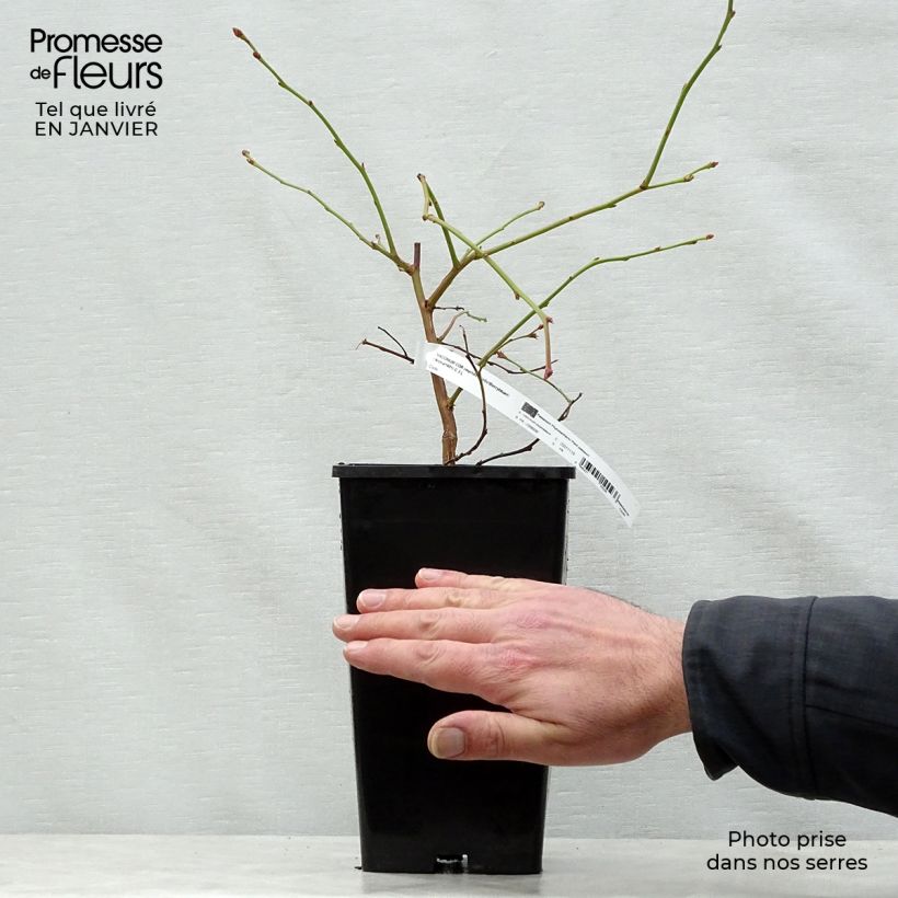 Example of Vaccinium corymbosum Yello!Berryblue- American Blueberry 2L/3L pot as you get in hiver