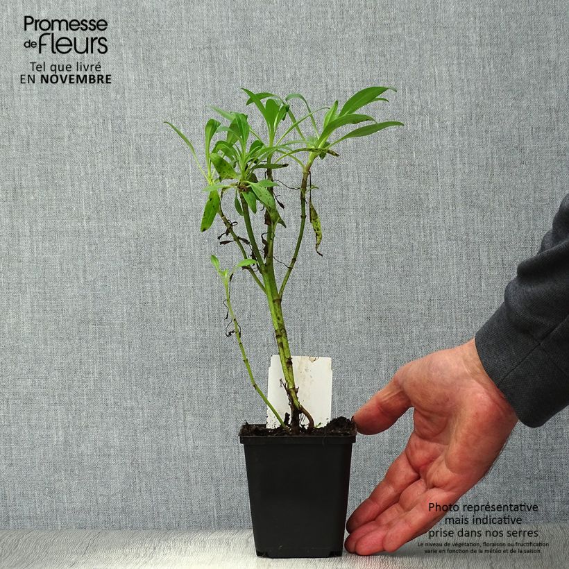 Centranthus ruber Albus 8/9 cm pot sample as delivered in autumn