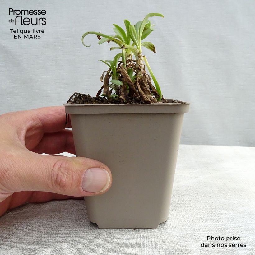 Centranthus ruber Albus 8/9 cm pot sample as delivered in winter