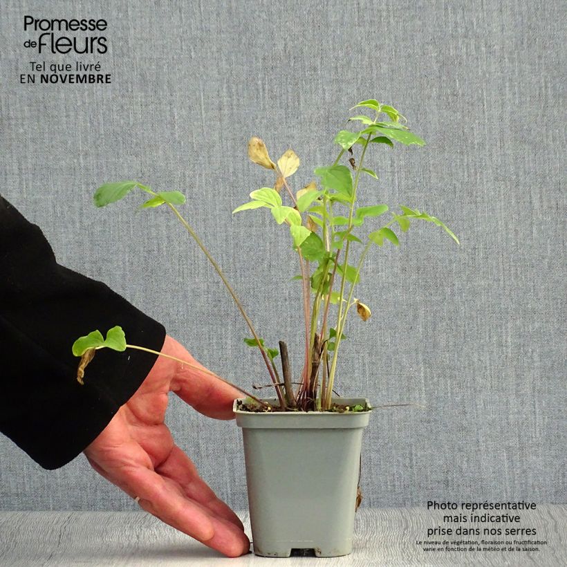 Valeriana officinalis 8/9 cm pot sample as delivered in autumn