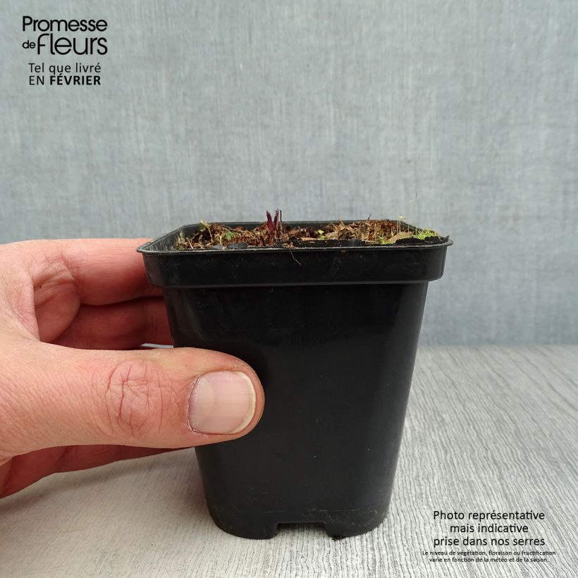 Valeriana officinalis 8/9 cm pot sample as delivered in winter