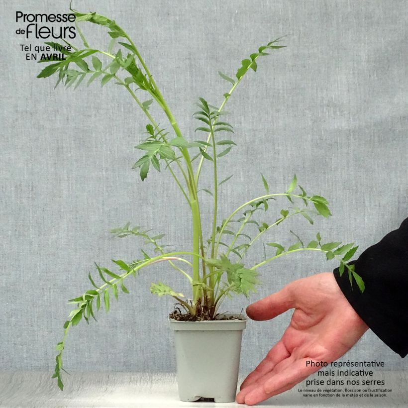 Valeriana officinalis 8/9 cm pot sample as delivered in spring