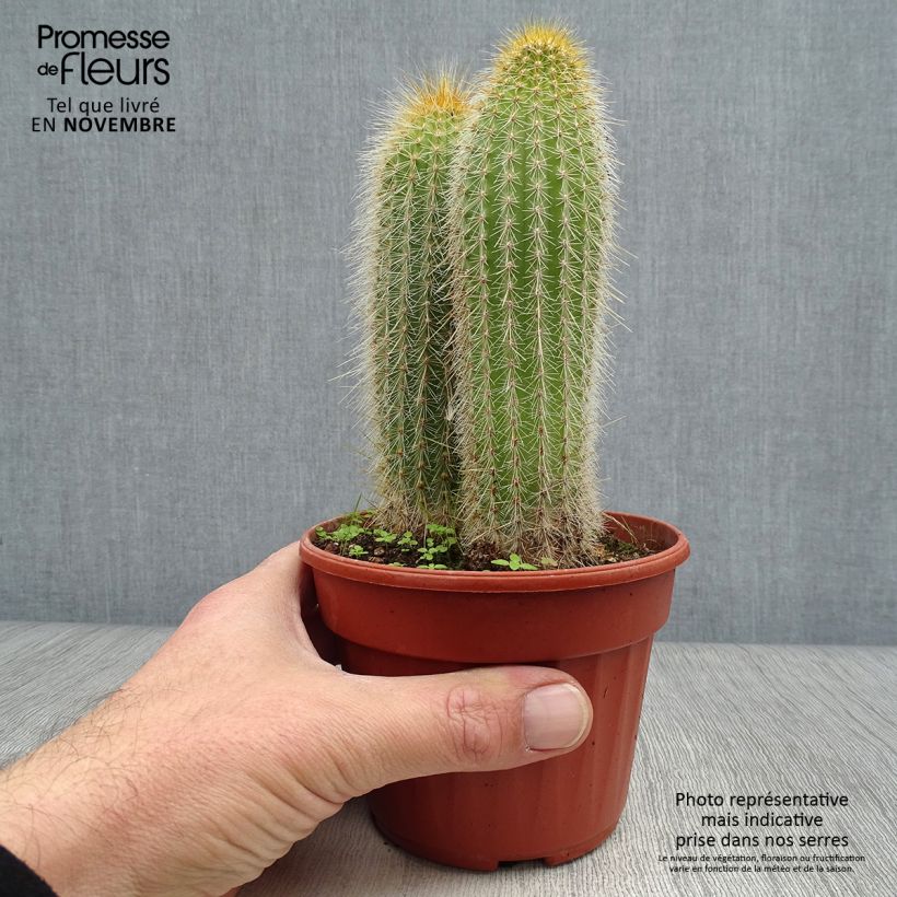 Vatricania guentheri 12cm pot sample as delivered in autumn