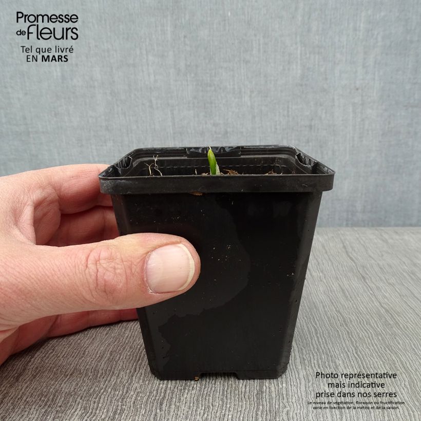 Veratrum nigrum 8/9 cm pot sample as delivered in winter