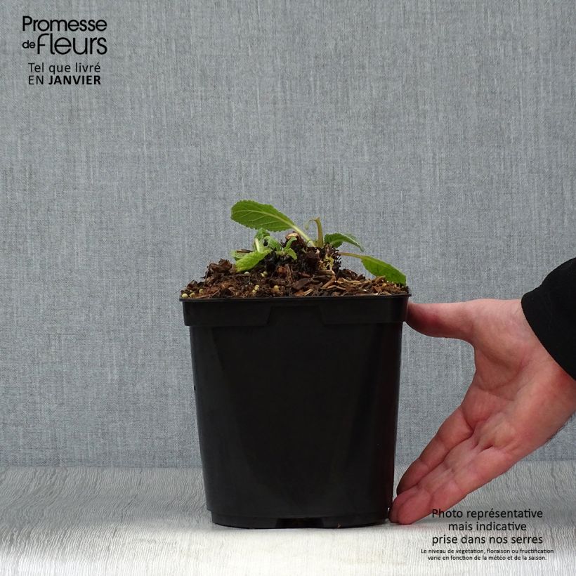 Verbascum Dark Eyes - Mullein 2L/3L pot sample as delivered in winter