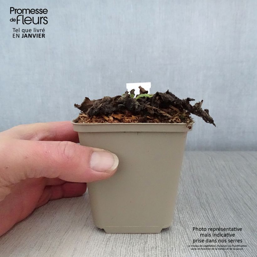 Verbascum Cotswold Queen - Mullein 8/9 cm pot sample as delivered in winter