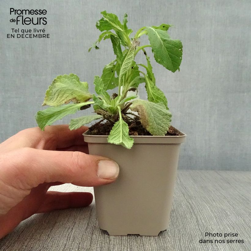 Verbascum Jackie - Mullein 8/9 cm pot sample as delivered in winter