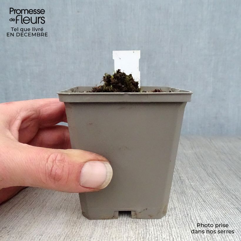 Verbascum Rosie - Mullein 8/9 cm pot sample as delivered in winter