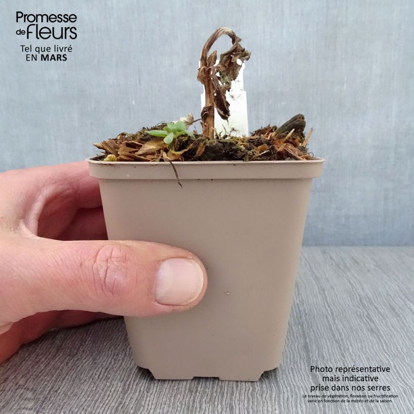 Verbascum Royalty - Mullein 8/9 cm pot sample as delivered in spring