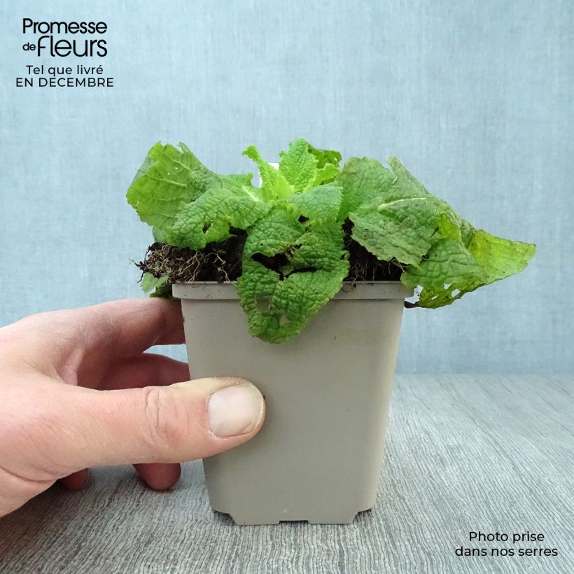 Verbascum chaixii White Domino - Mullein 8/9 cm pot sample as delivered in winter