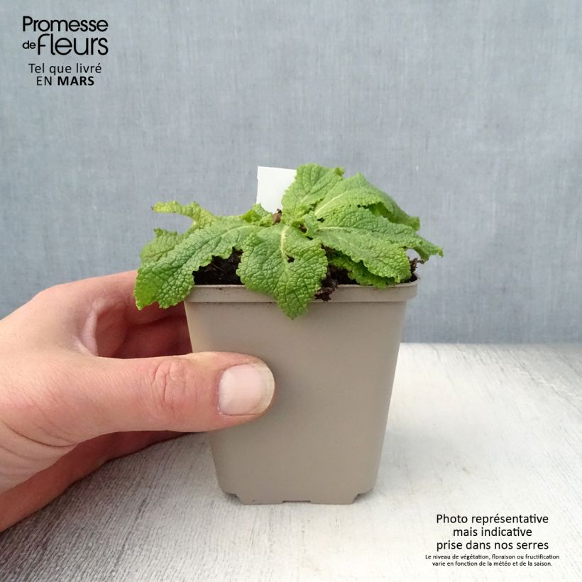 Verbascum chaixii White Domino - Mullein 8/9 cm pot sample as delivered in spring