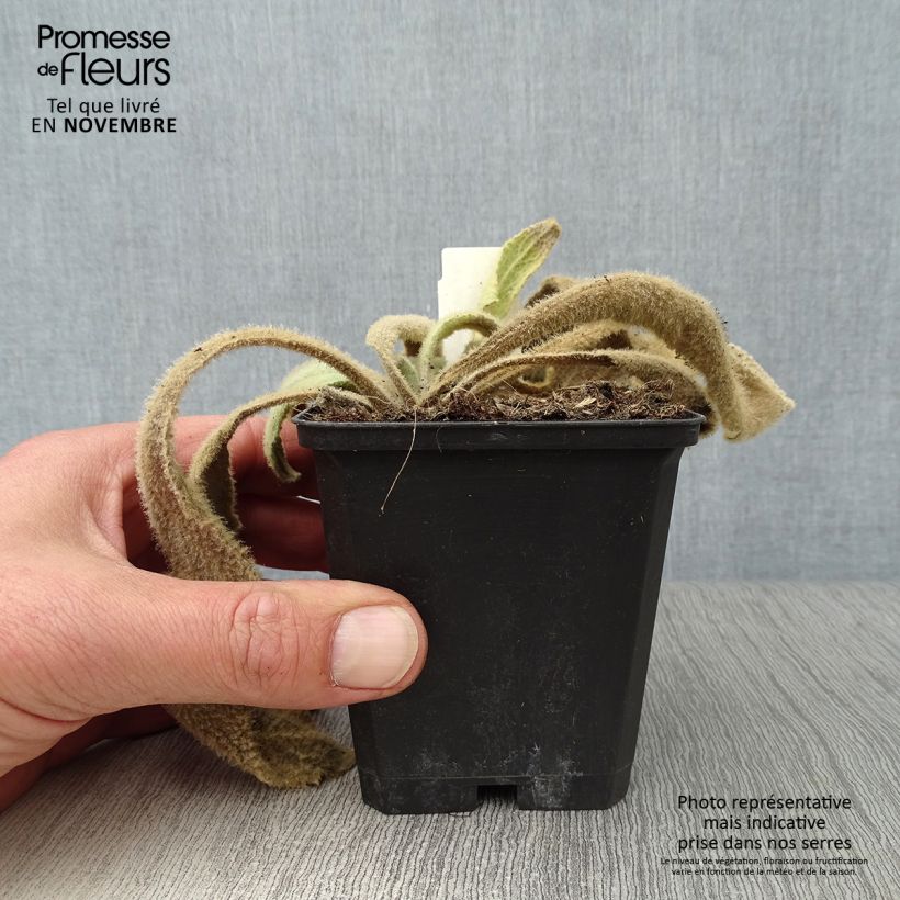 Verbascum Spica - Mullein 8/9 cm pot sample as delivered in autumn