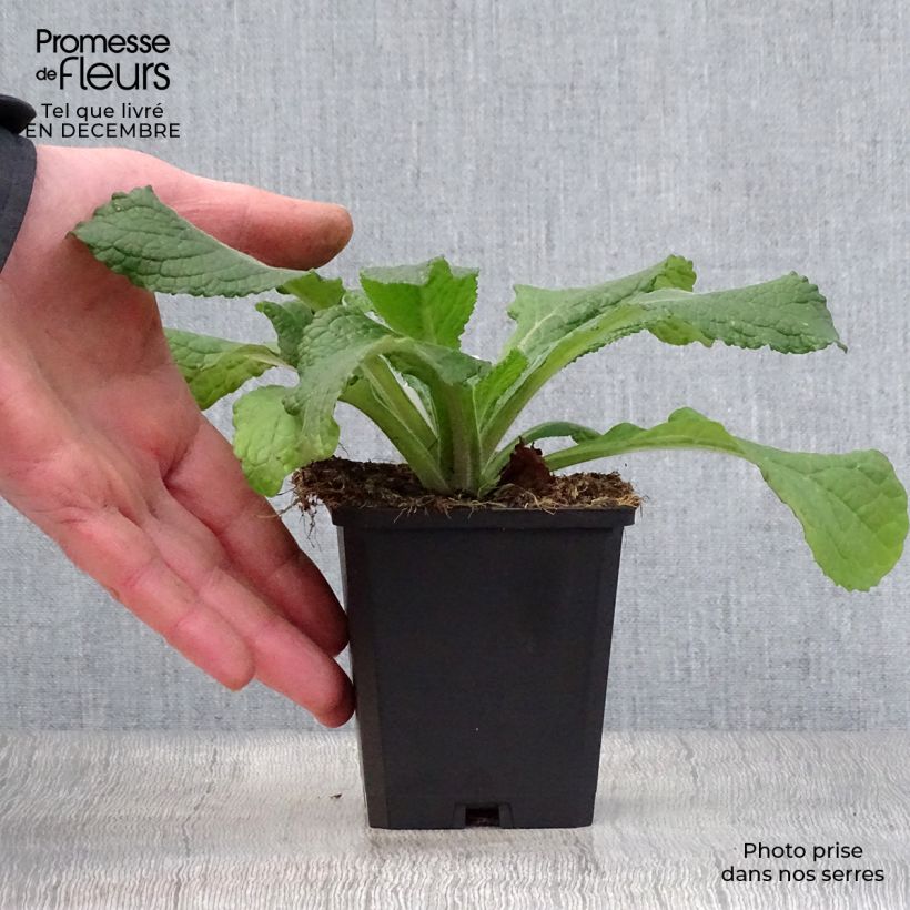 Verbascum Spica - Mullein 8/9 cm pot sample as delivered in winter