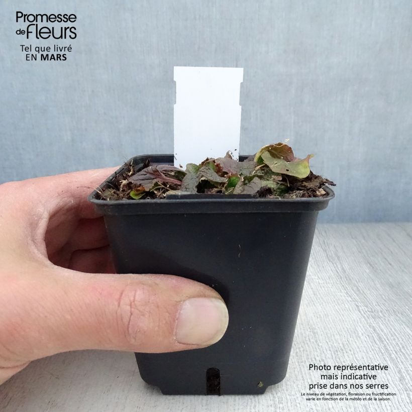 Verbascum phoeniceum Violetta - Mullein 8/9 cm pot sample as delivered in spring