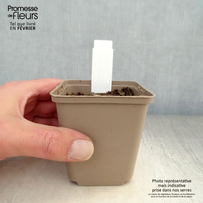 Verbascum thapsus - Mullein 8/9 cm pot sample as delivered in winter