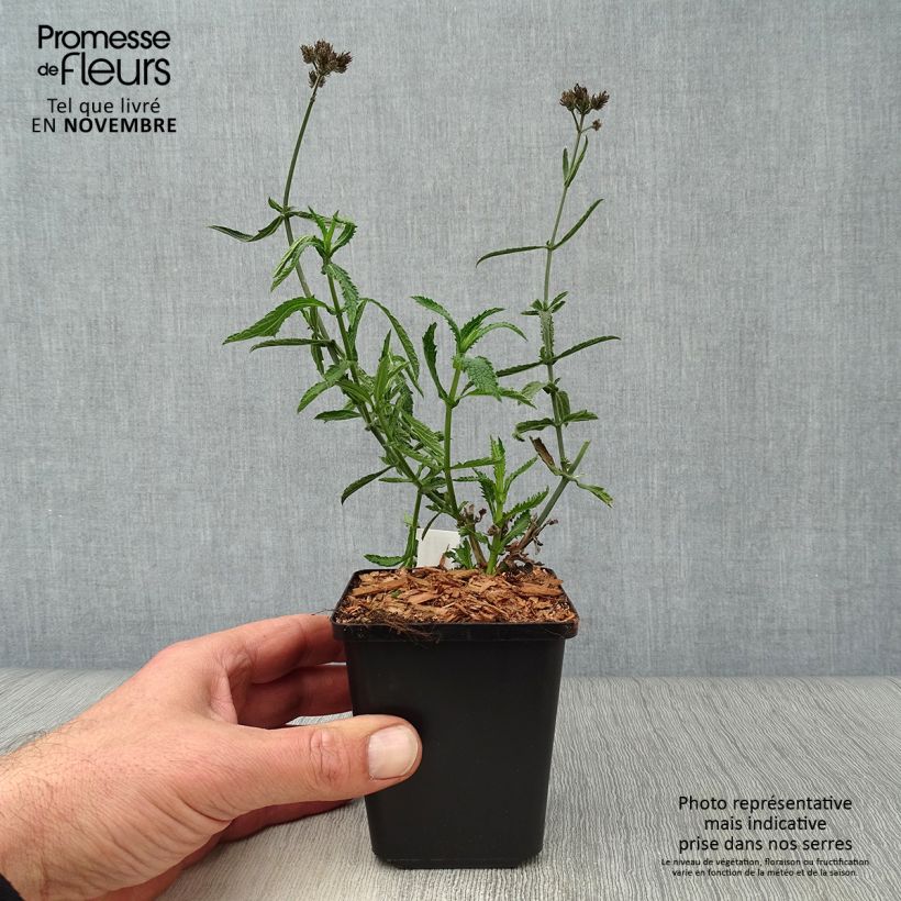 Verbena bonariensis Lollipop 8/9 cm pot sample as delivered in autumn