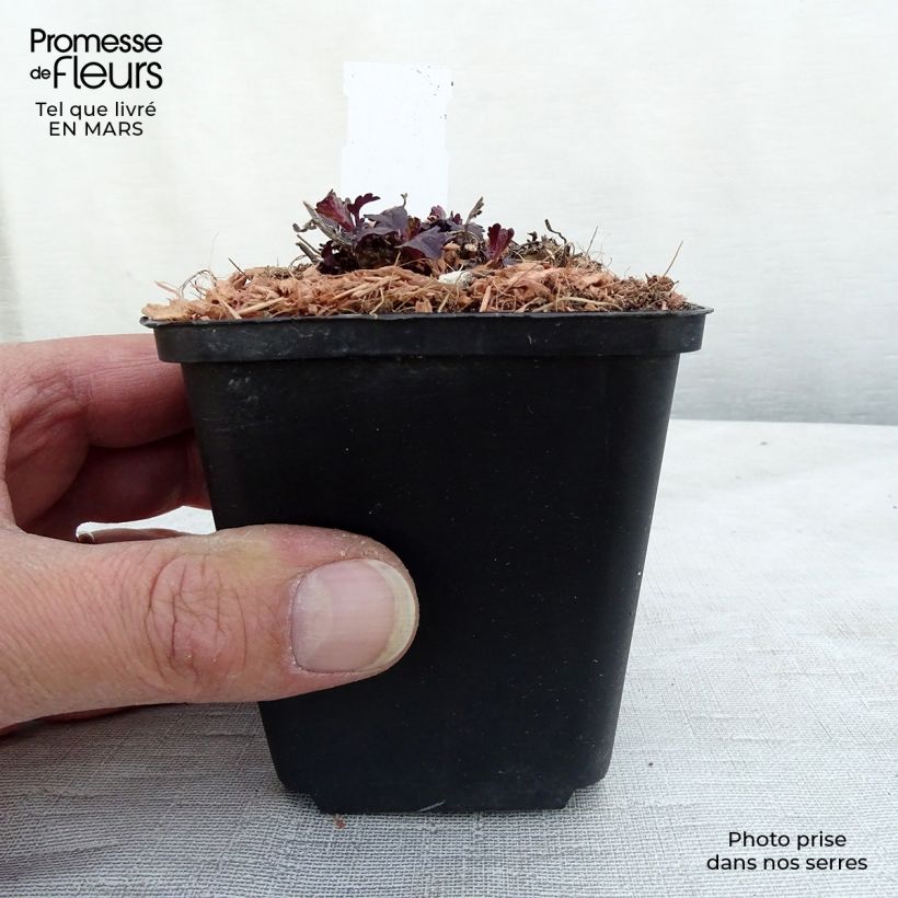 Verbena officinalis Bampton 8/9 cm pot sample as delivered in spring