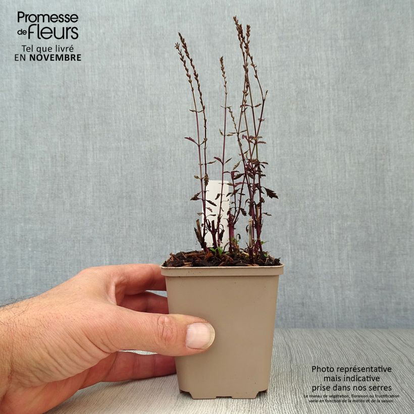 Verbena officinalis Bampton 8/9 cm pot sample as delivered in autumn