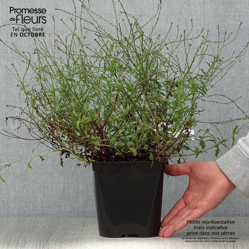 Verbena officinalis Bampton 2L/3L pot sample as delivered in autumn