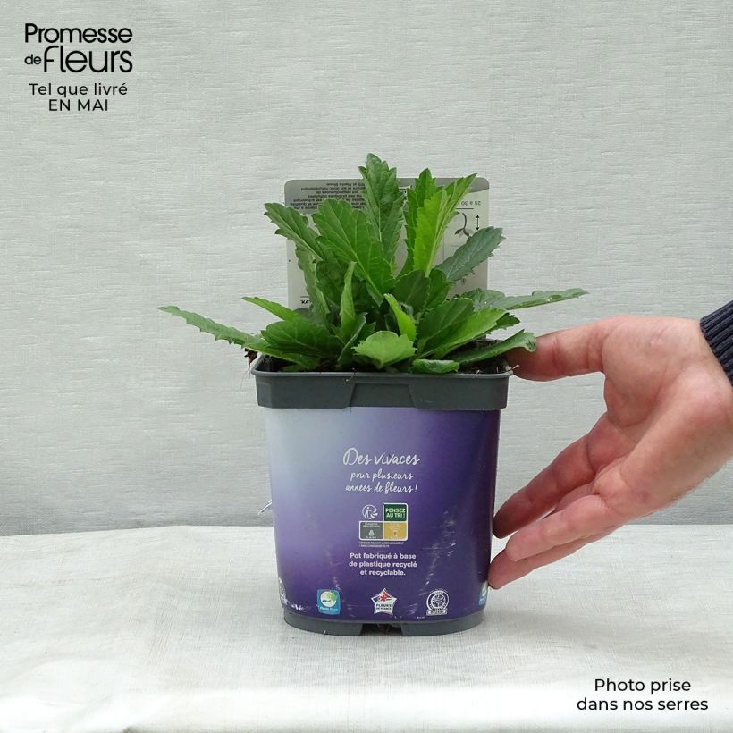 Verbena rigida Venosa 2L/3L pot sample as delivered in spring