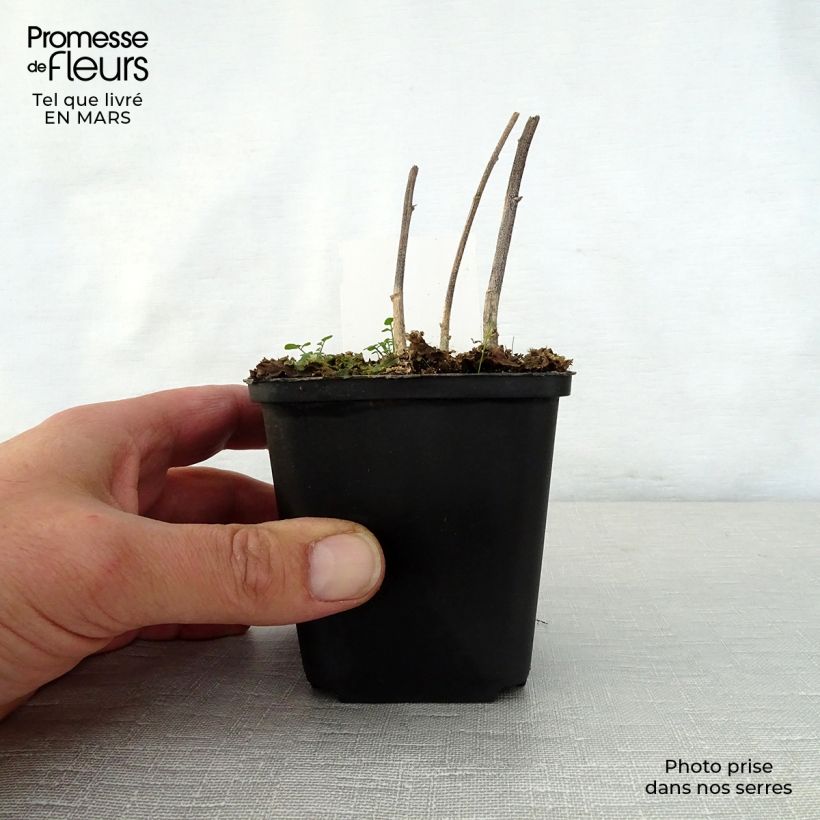 Verbesina alternifolia - Ironweed 8/9 cm pot sample as delivered in spring