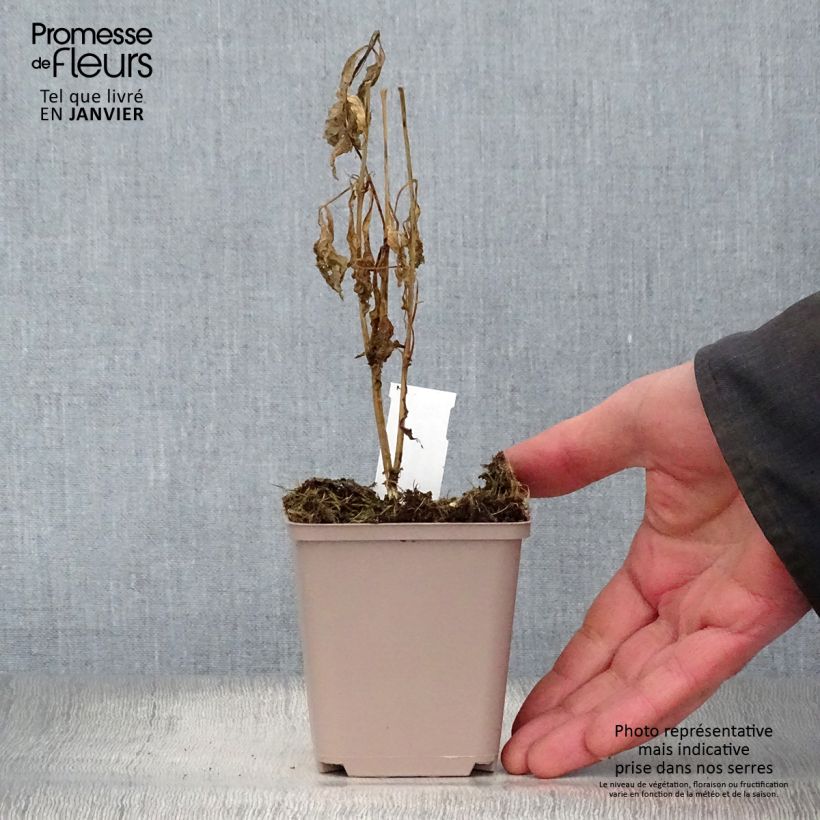 Verbesina alternifolia - Ironweed 8/9 cm pot sample as delivered in winter