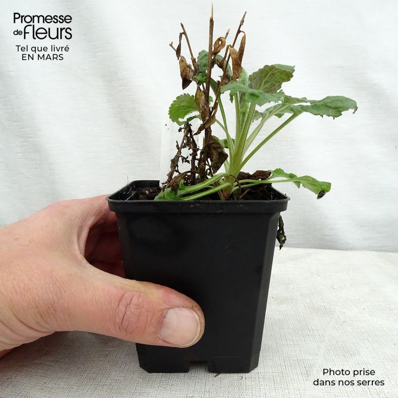 Solidago sphacelata Golden Fleece 8/9 cm pot sample as delivered in spring